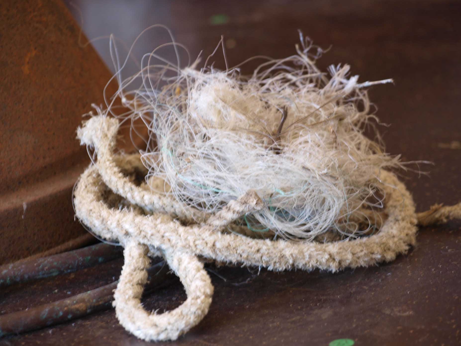 dragon-fly dragon-fly